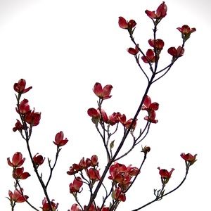 Meet your Posher, Nandini